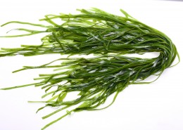 新鲜又营养适合各种做法的海带图片