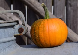 黄色的南瓜图片