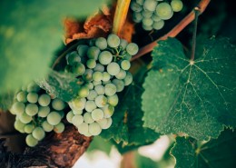 新鲜的青葡萄图片