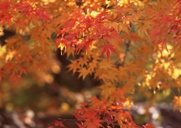 红色枫叶和日式庭院图片