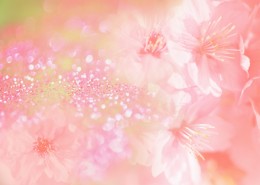 鲜花季节之春图片