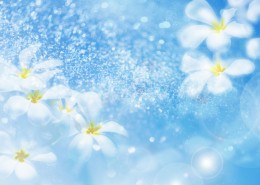 鲜花季节之夏图片