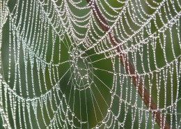 带水珠的蜘蛛网图片