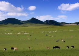 内蒙古乌兰布统草原风景图片