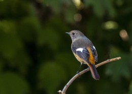北红尾鸲鸟类图片