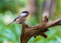 褐头山雀鸟类图片