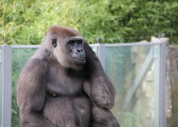 体型庞大的银背大猩猩图片