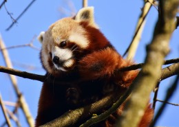 呆萌的小熊猫图片