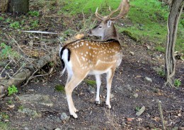 长角的雄性梅花鹿图片
