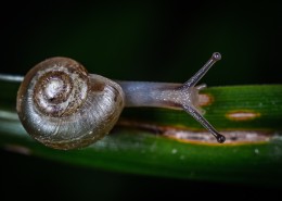 缓慢爬行的蜗牛图片