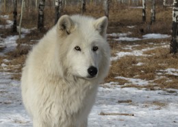 白色的野狼图片