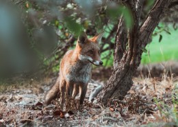 可爱的野生狐狸的图片