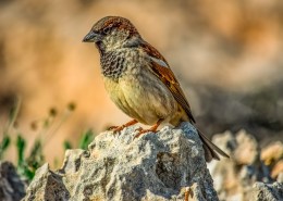 小巧玲珑的小麻雀图片