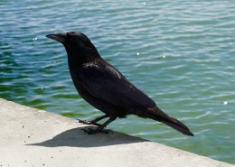黑色羽毛的乌鸦图片