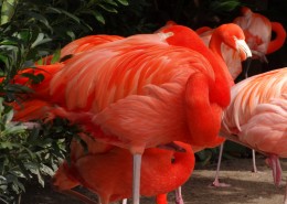 羽毛鲜艳的火烈鸟图片