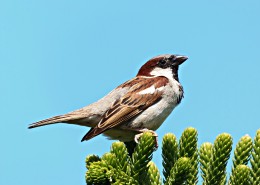 小巧可爱的麻雀图片