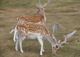 白斑众多的梅花鹿图片