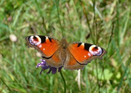 草丛中的孔雀蝴蝶图片
