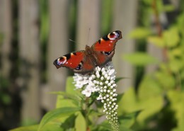 漂亮的孔雀蝴蝶图片