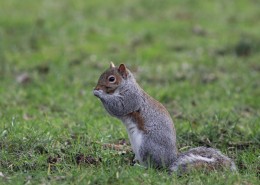 活泼可爱的灰色小松鼠图片