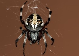 一只蜘蛛高清图片