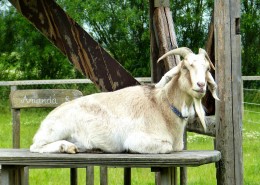 温顺的山羊图片