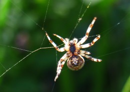 一只蜘蛛高清图片