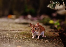 正在吃花生的老鼠图片