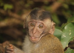 可爱呆萌的猴子图片
