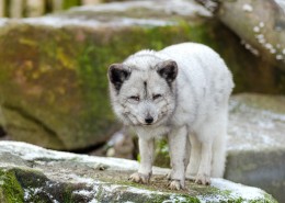 凶残的野狼图片