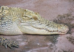 鳄鱼的头部图片