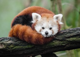 树干上的小熊猫图片