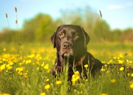 黑色的拉布拉多犬图片