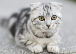 趴在地上的猫咪图片