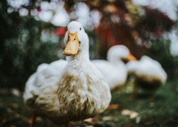 在草地上的白色鸭子图片