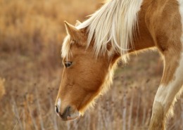 温顺的骏马图片