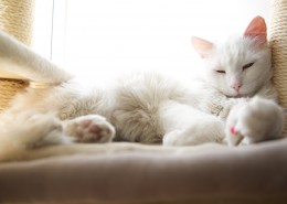 睡觉的猫咪图片