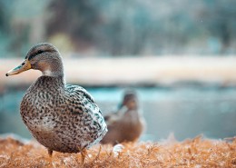 呆萌的鸭子图片