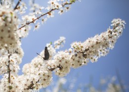 色彩斑斓的蝴蝶图片