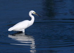 珍稀的白鹭图片