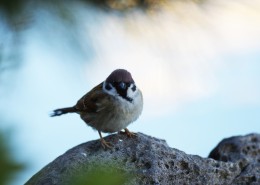 一只娇小的麻雀图片