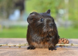 机灵可爱的老鼠图片