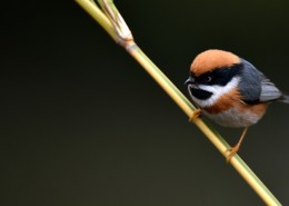 鸟类红头长尾山雀图片