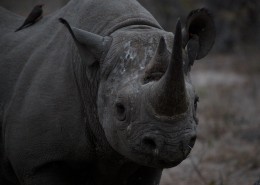 身体庞大的犀牛图片
