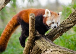 褐红色的小熊猫图片