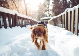 雪地里的宠物狗图片