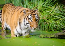 强壮的野外老虎图片