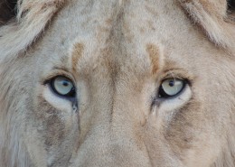 神奇的动物眼睛图片