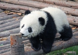 国宝大熊猫图片大全