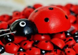 可爱彩色小瓢虫图片